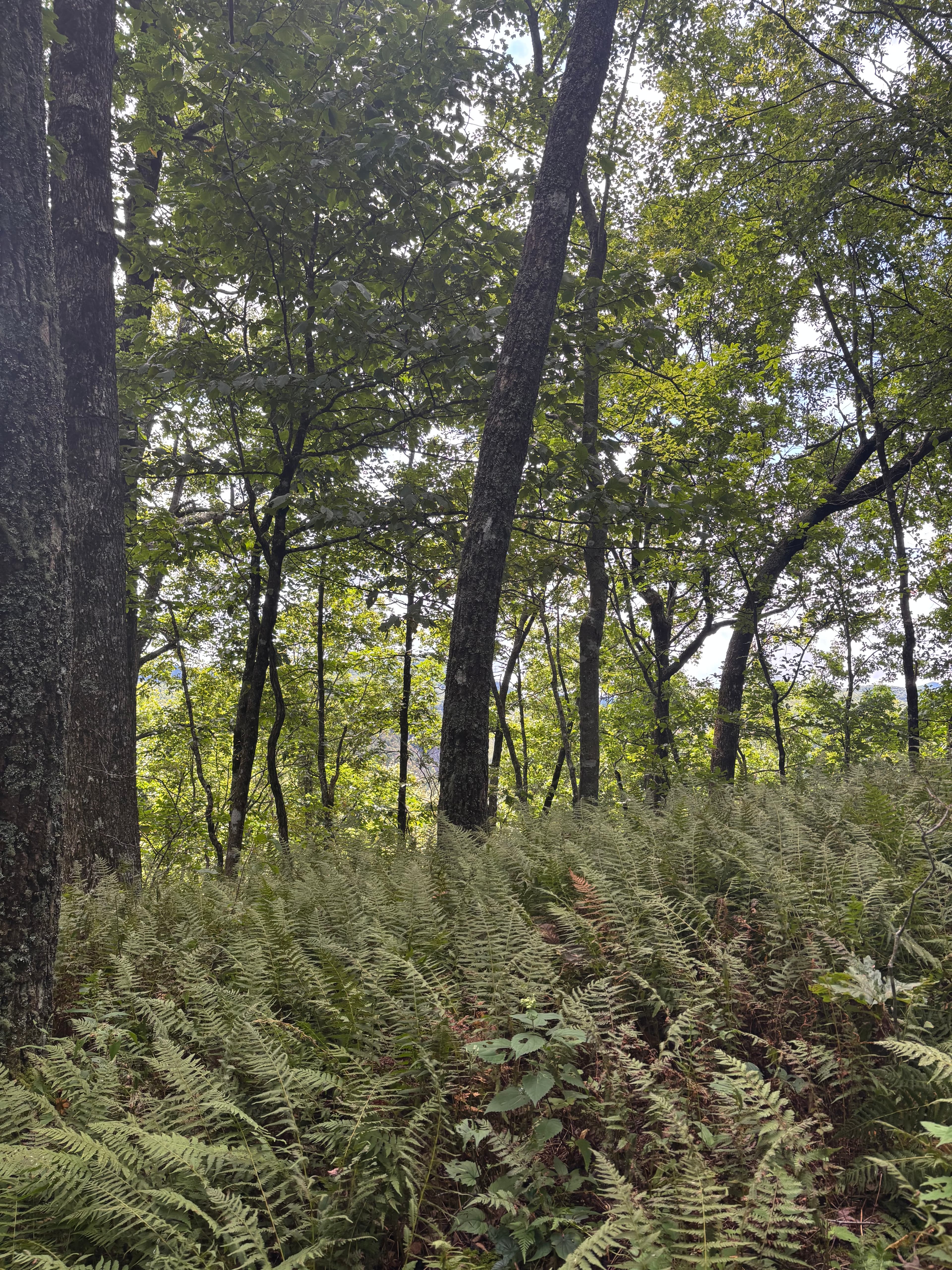 Hendersonville landscape